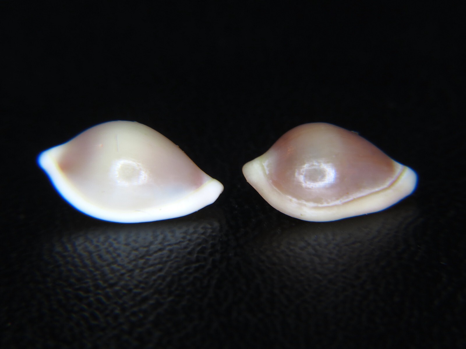 PSEUDOSIMNIA CARNEA: RARELY OFFERED DEEP-WATER OVULID PAIR @ 11.9MM & 11.4MM