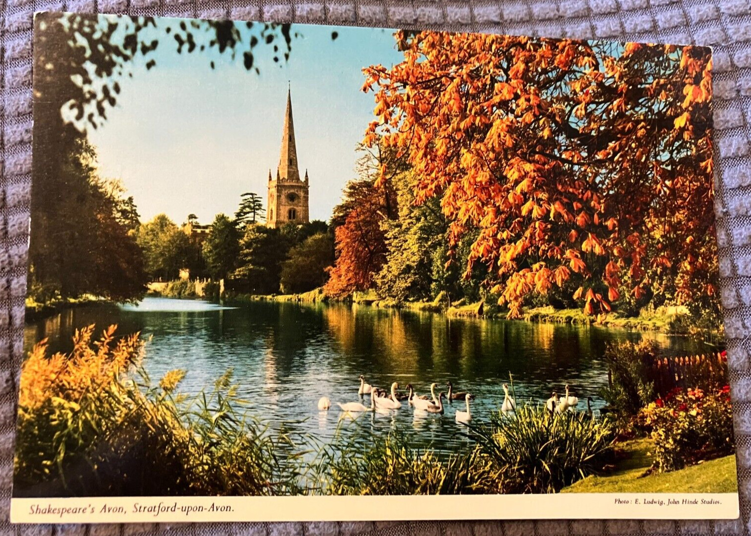 VTG Cont. Postcard - Swans on Shakespeare\'s Avon in Stratford-Upon-Avon, UK
