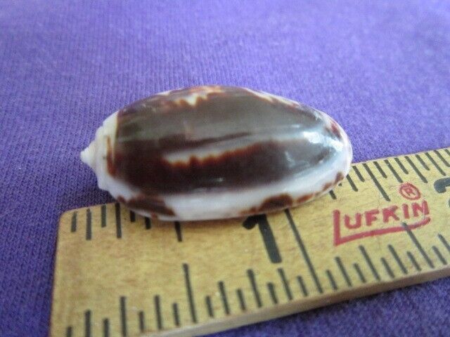 Olivia bulbosa Dark Chocolate & Vanilla Colored Olive Sea Shell 33mm