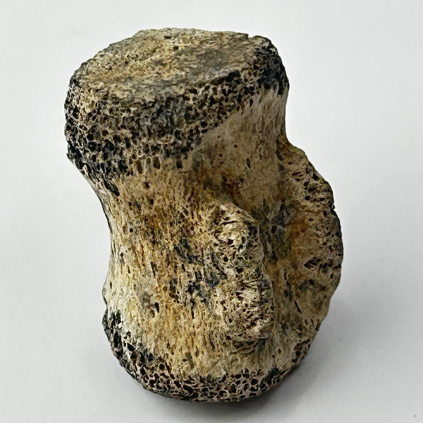 Edmontosaurus Caudal Vertebra Fossil - Hell Creek Fm. Harding Co