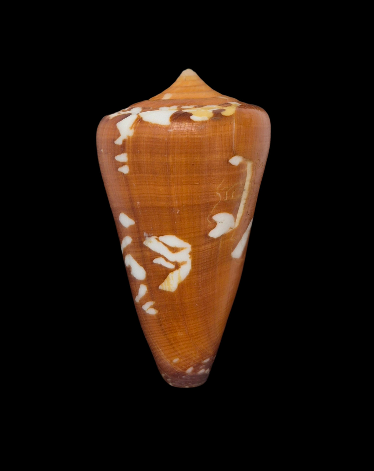 Shell Shell Shell CONUS CROCATUS f. THAILANDIS W/O Thailand 63.3 mm 