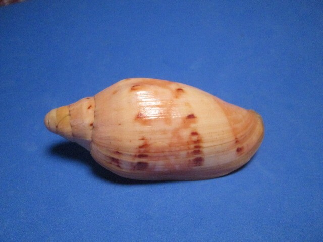 Cymbiola malayensis Dout, 1985 \
