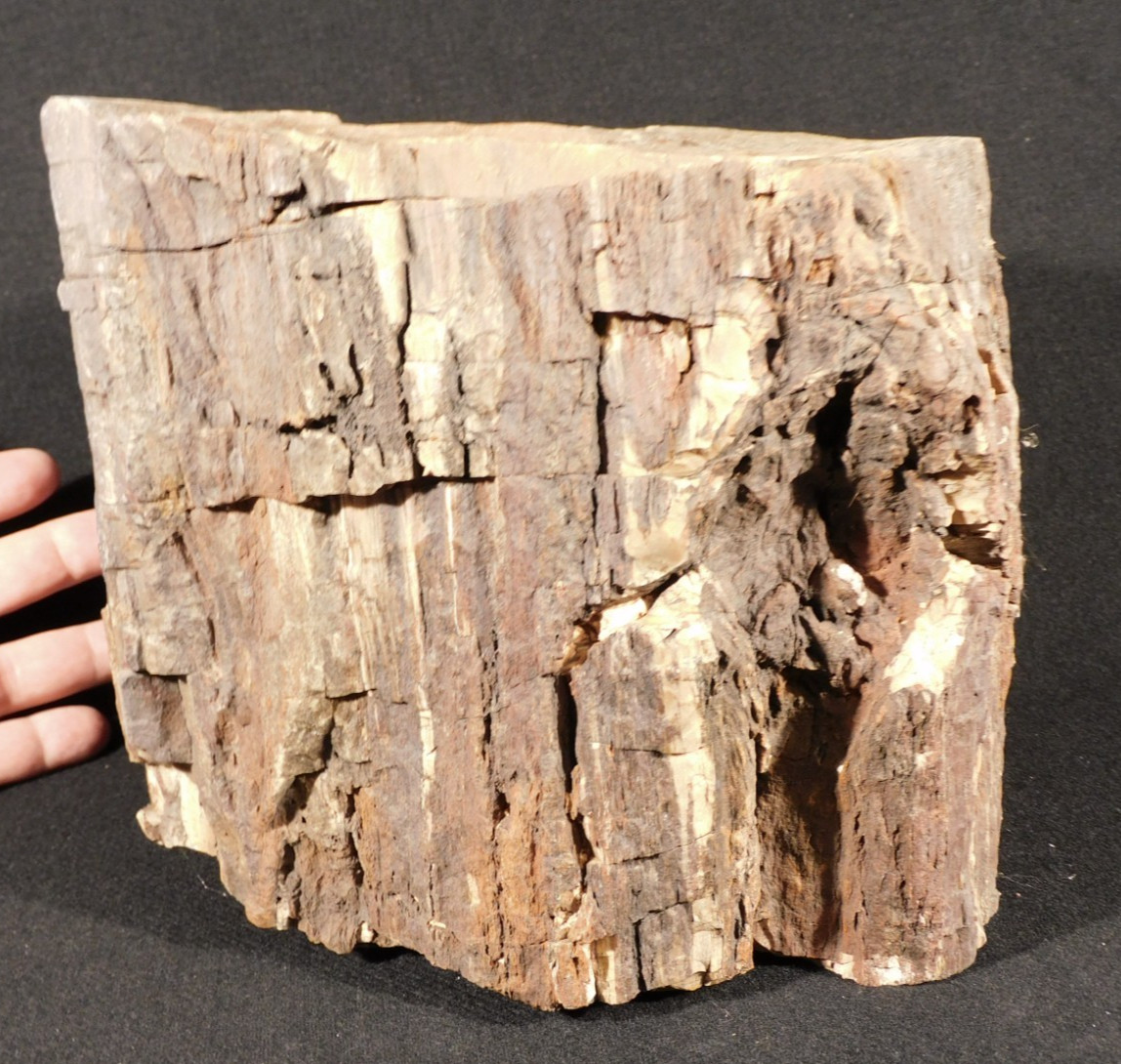 Nice BARK BIG Petrified WOOD ROLLER Fossil From JURASSIC Utah 9339gr
