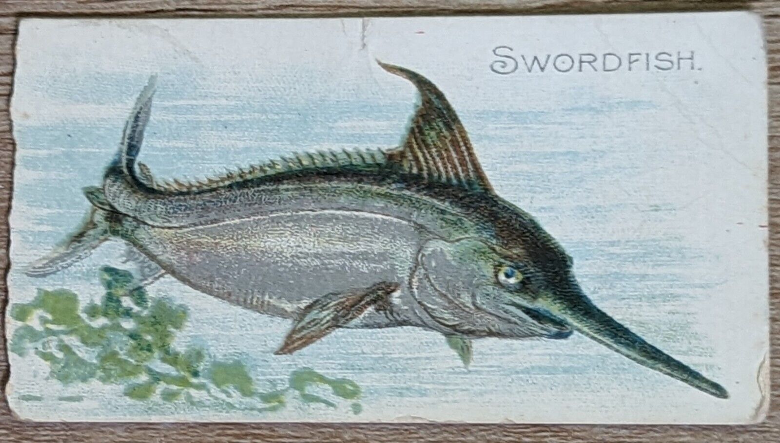 1910 T58 American Tobacco Fish Series Swordfish
