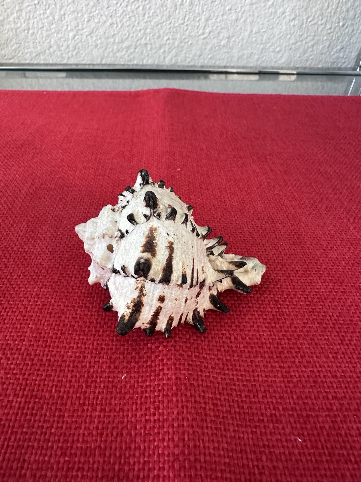 Vintage Natural Black Murex Sea Shell Specimen – Spiny Cabinet Specimen 3