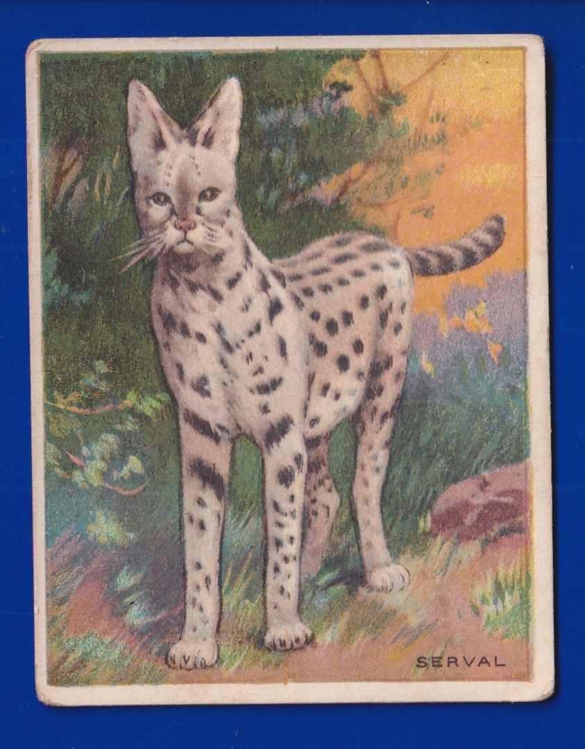 SERVAL 1909-11 HASSAN T29 ANIMALS VERY GOOD 