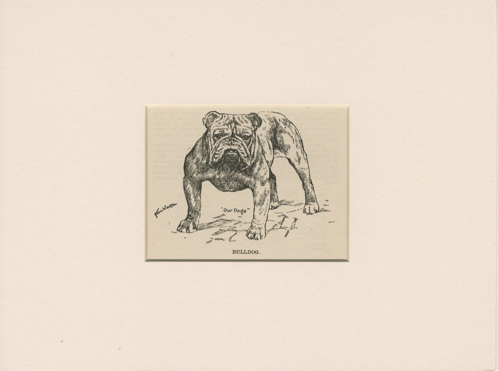BULLDOG OLD ANTIQUE 1912 DOG ART PRINT by ARTHUR WARDLE READY MOUNTED