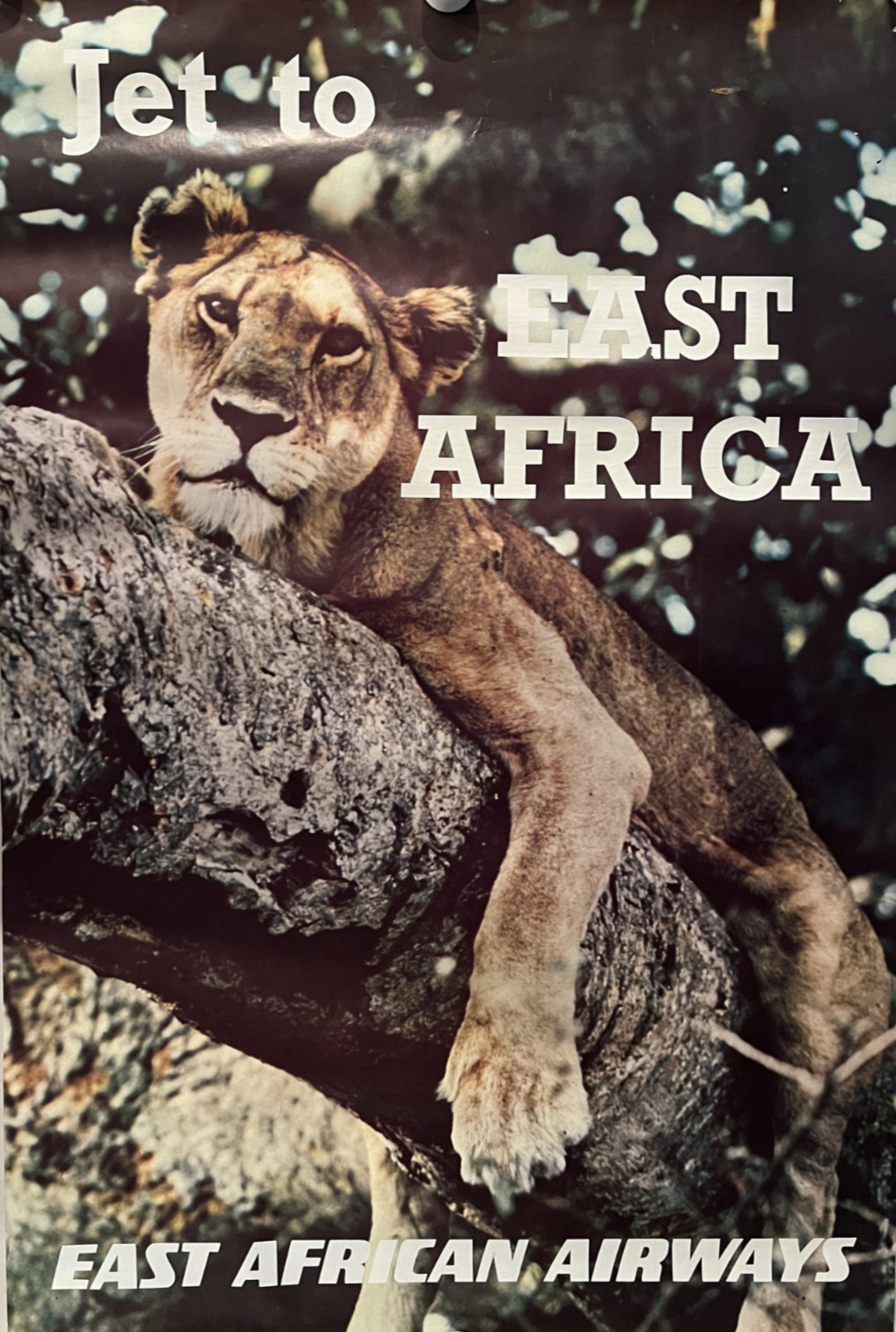 RARE Original 1960s East African Airways Travel Poster - Lioness - Pilot Estate RARE Original 1960s East African Airways Travel Poster - Lioness - Pilot Estate