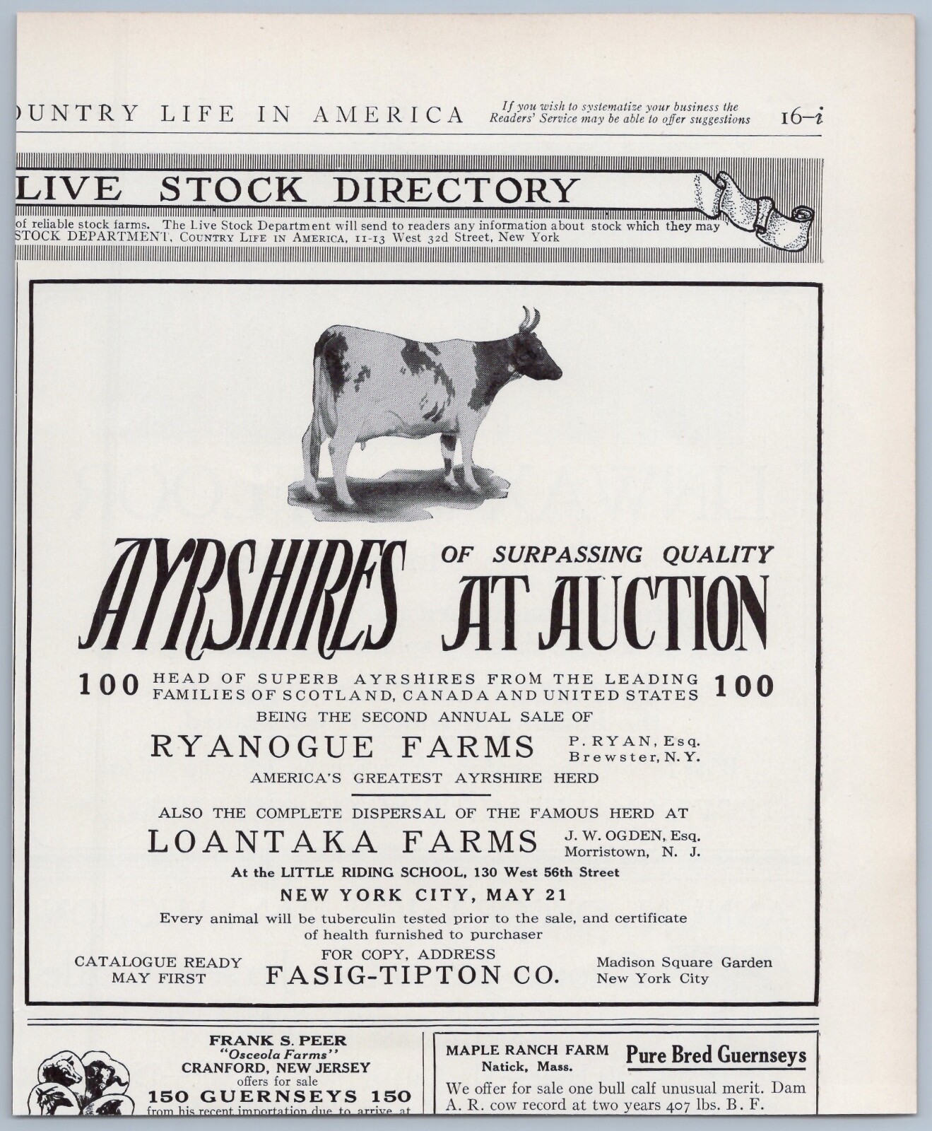 1914 Ayrshires Livestock Cattle Auction Vintage Ad Ryanogue Loantaka Cow Farms 1914 Ayrshires Livestock Cattle Auction Vintage Ad Ryanogue Loantaka Cow Farms