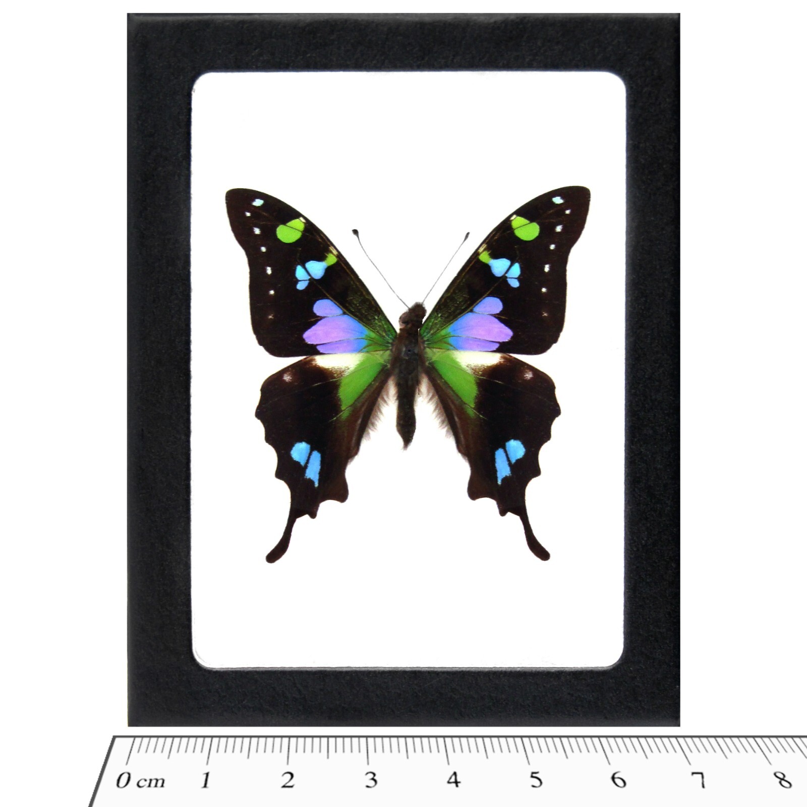 Graphium weiskei REAL FRAMED BUTTERFLY PINK PURPLE BLUE INDONESIA