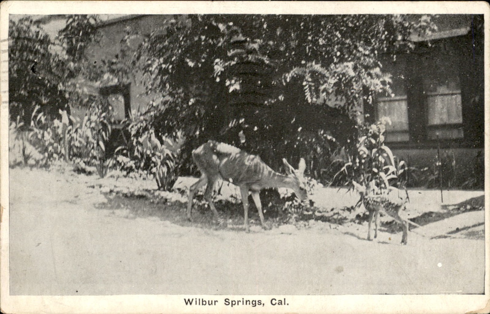 Wilbur Springs California CA Deer Aultman c1920s-30s Vintage Postcard