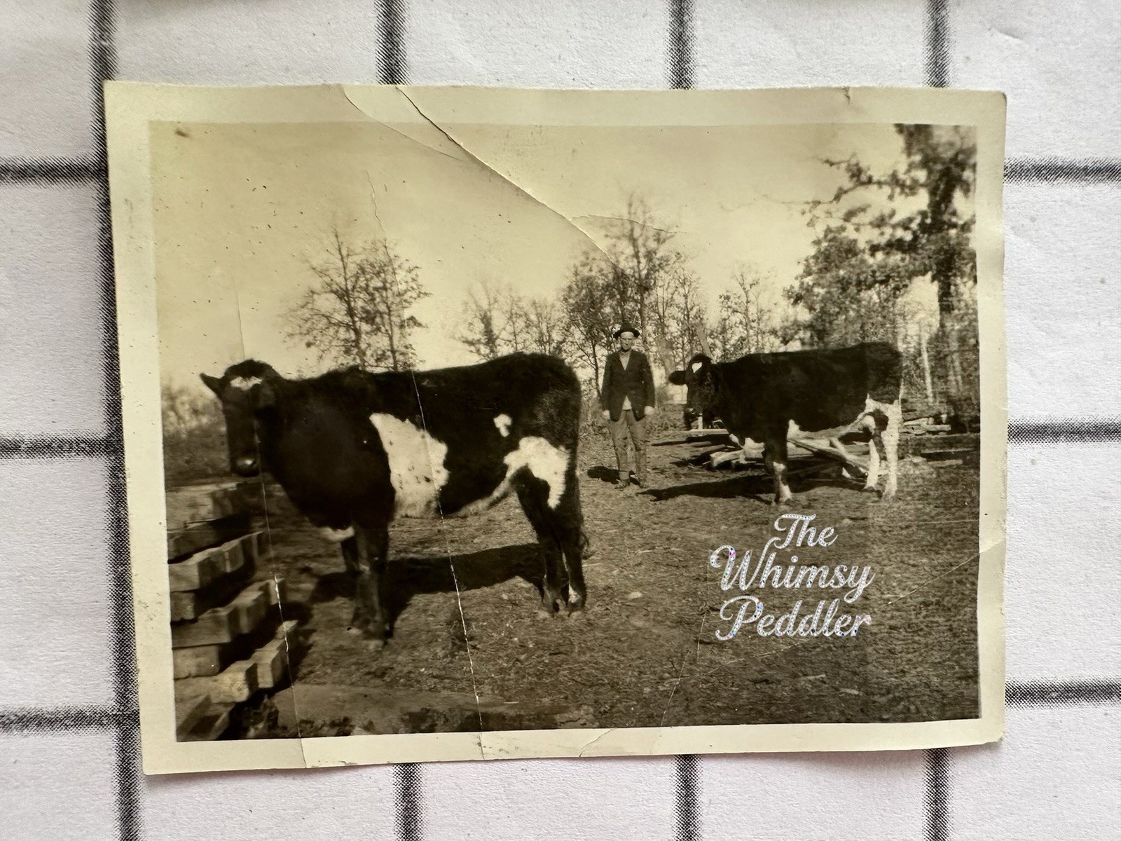 Vintage Holstein Dairy Cattle Farmer Farm Scene Snapshot Photo Rural Livestock