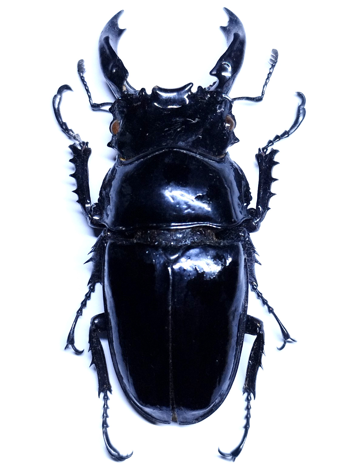 Rare LUCANIDAE XL Mesotopus regius - Cameroon - 68.5mm Big A1 Male stag beetle