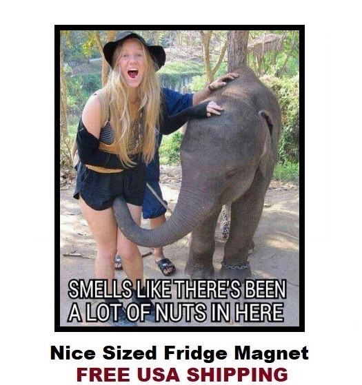 561 -Funny Humor Elephant Nuts Refrigerator Fridge Magnet