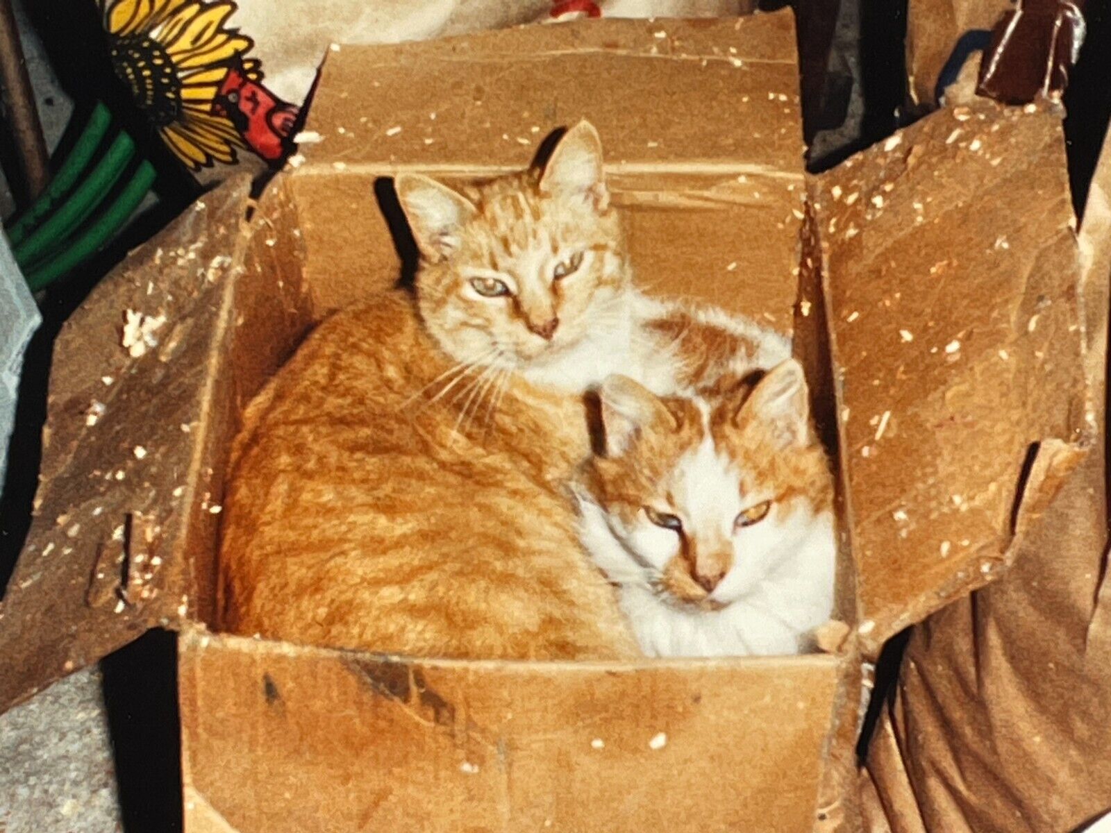 JC Photograph Orange Tabby Cats Friends Kitty Napping Cuddle Old  1980\'s