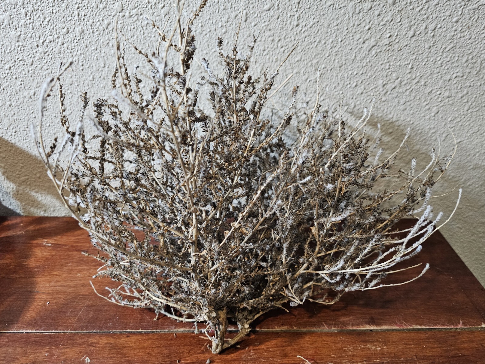 Small Round American West Tumbleweed 12\ Small Round American West Tumbleweed 12\