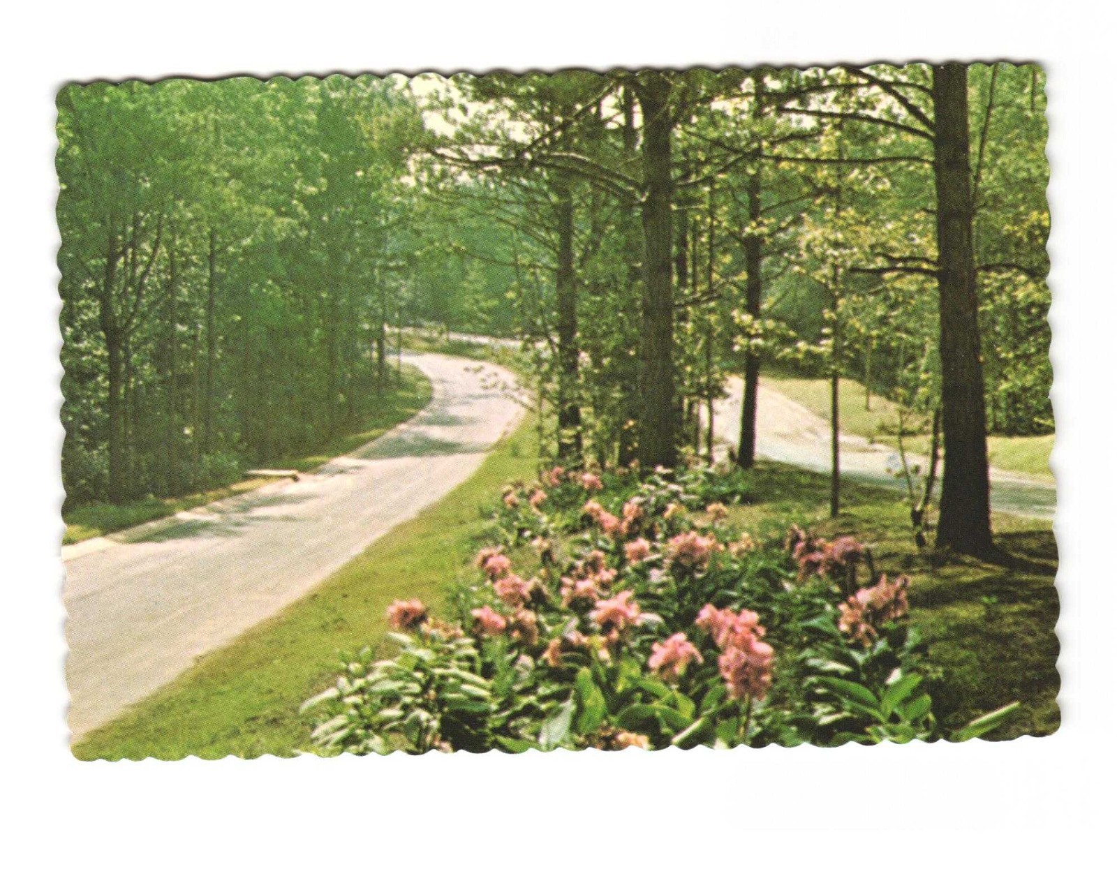 Landscaped entrance Parkway at Arbor Station Vintage postcard unposted