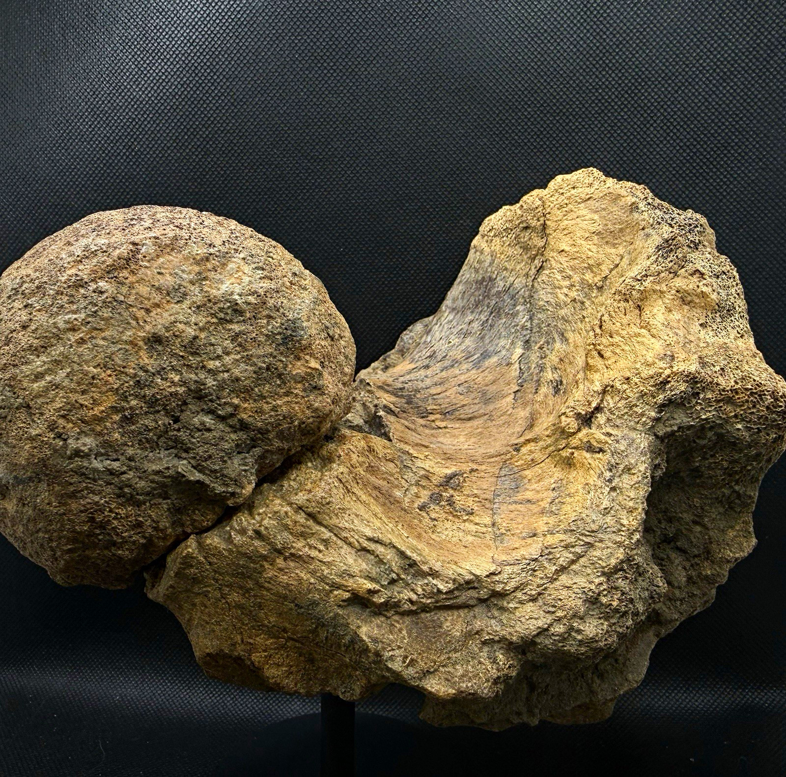 Triceratops Skull Occipital Condyle Fossil – Hell Creek Formation – Dinosaur