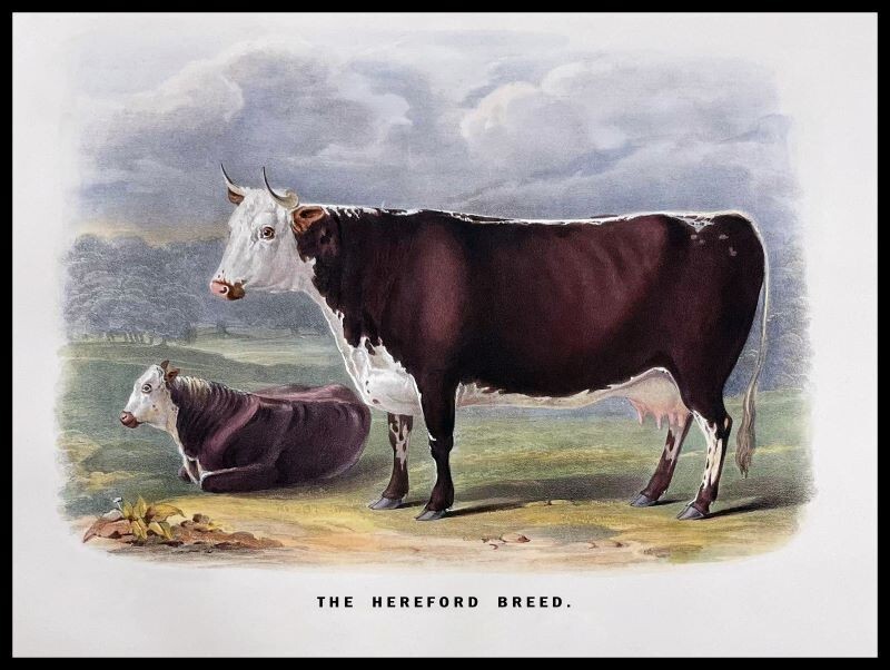 The Hereford Breed NEW Sign: 24x30