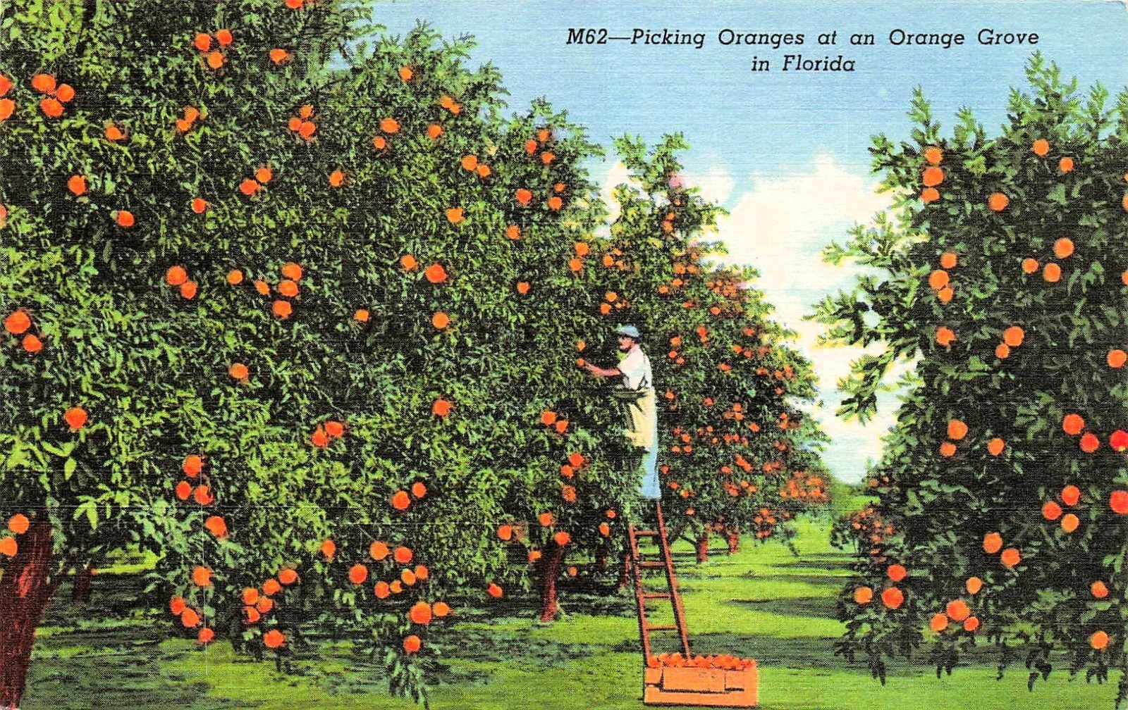 Miami Floyds Fruit Orange Picking Grove Perrine Florida Cover Vtg Postcard 51A