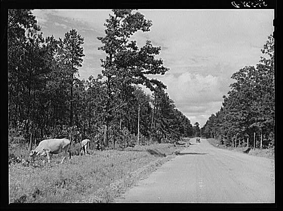 Natchitoches Parish,Louisiana,LA,Farm Security Administration,FSA,Wolcott,1