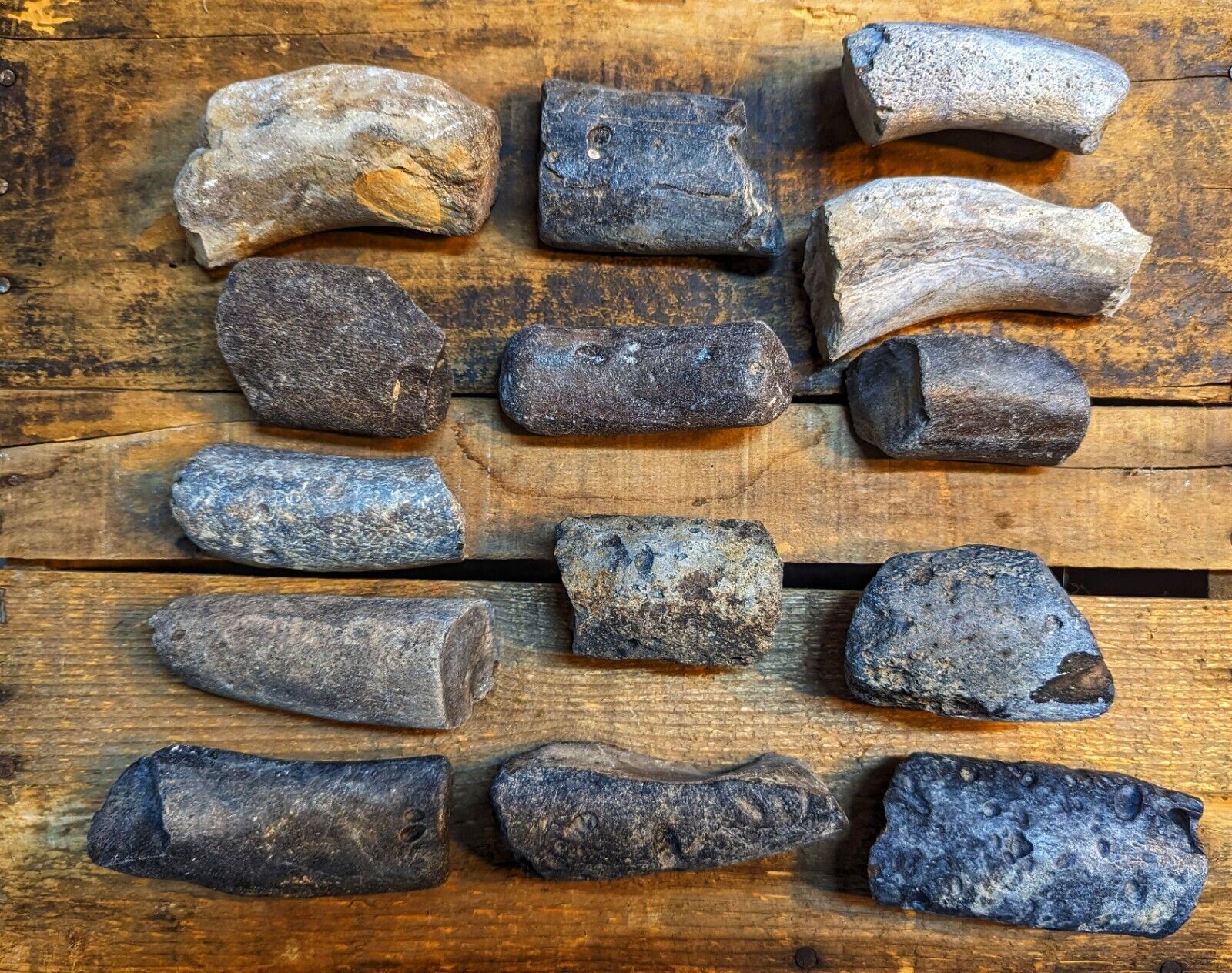 14 Fossilized Rib Bones From Peace River, Florida.