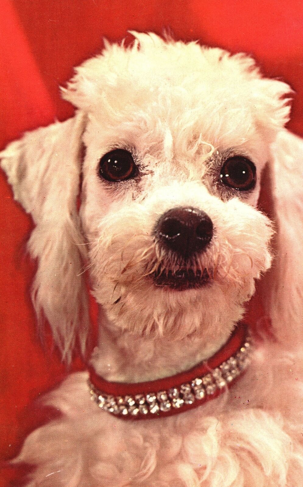 Vintage Postcard  Popular Poodle Cute Little Puppy Pet Dog Animal Colourpictures