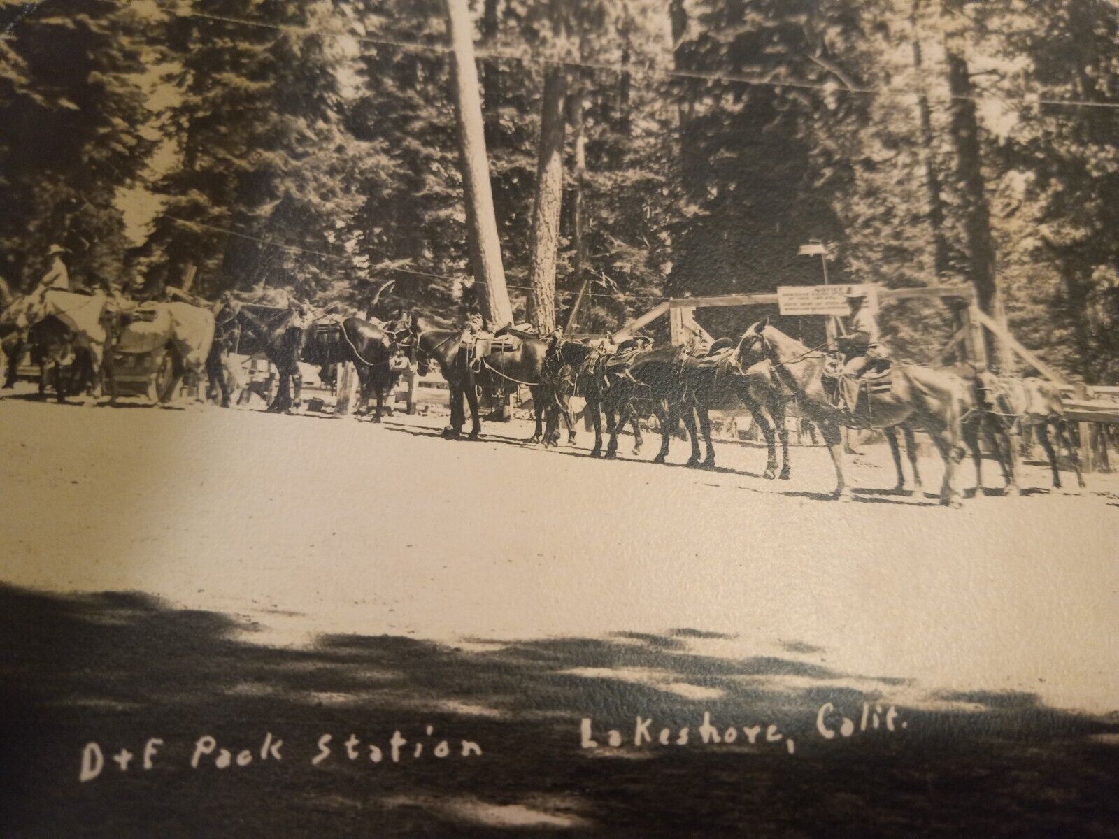 RPPC 1949 DF Pack Station Lakeshore California Real Photo Postcard Horse Riding 