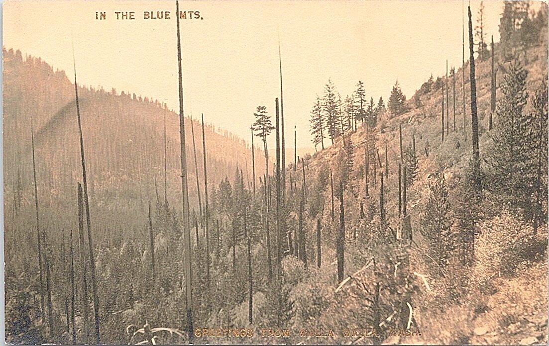 RPPC Walla Walla Washington Scene in the Blue Mountains early 1900s