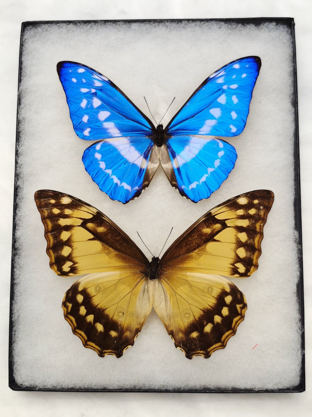 MORPHO CYPRIS A1- MALE & FEMALE MOUNTED RIKER FRAMED 