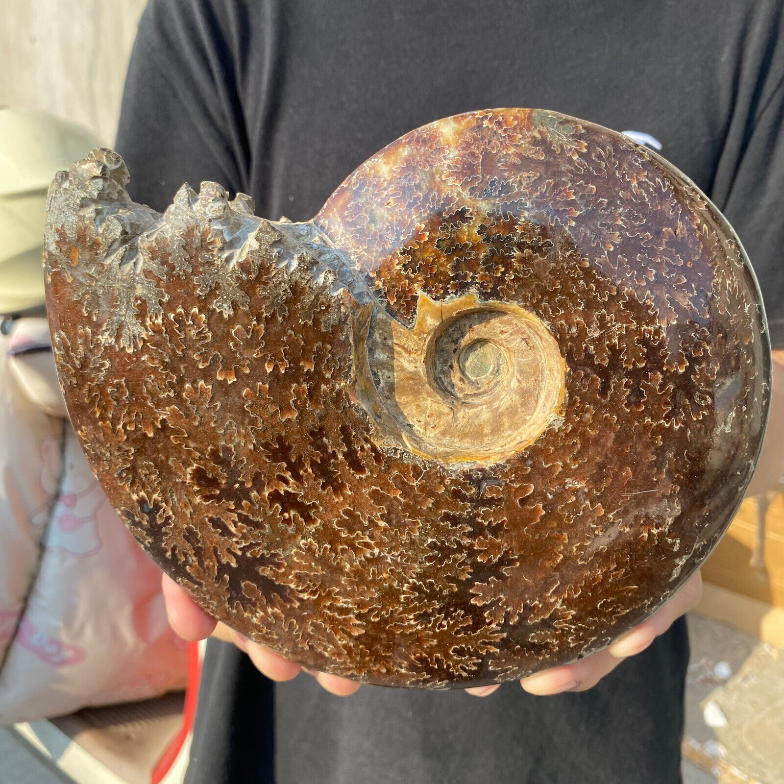 4.1lb Natural Beautiful Ammonite Fossil Conch Crystal Specimen Healing