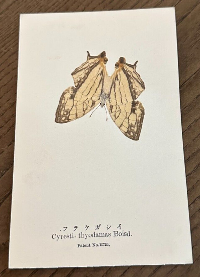 Antiq REAL Butterfly Cyrestis Boisd Latin Nawa Entomological Japan 1910 Postcard