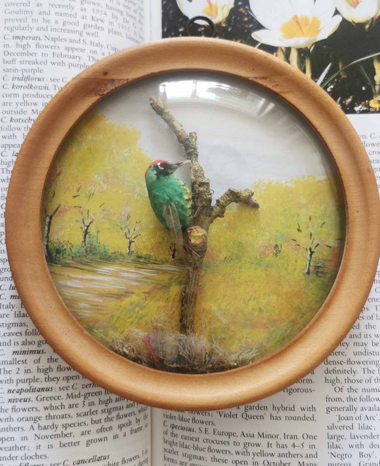 Vintage Miniature Faux Woodpecker Bird Diorama 3D Feather Art Bubble Glass