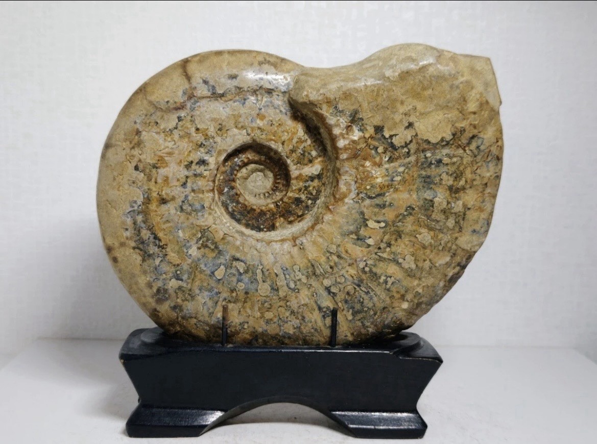 Large Hokkaido Ammonite Fossil Japan 21cm 2.47kg w/ Display Stand