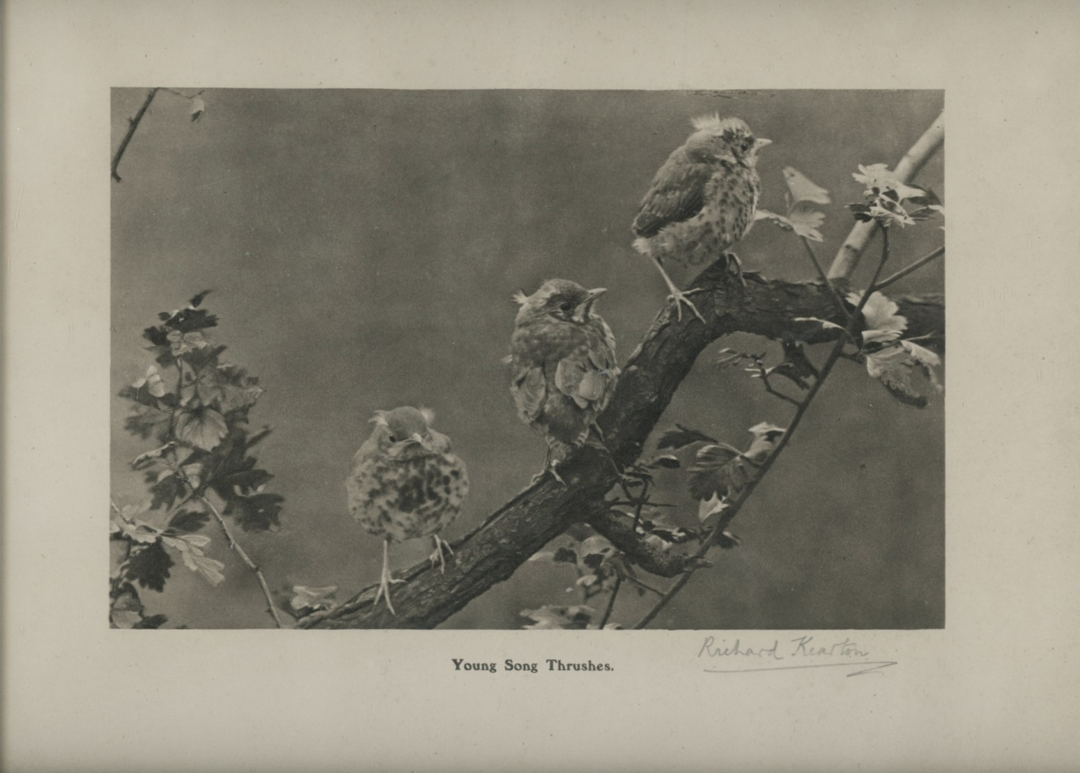 Richard Kearton Signed Vintage Framed Print - Young Song Thrushes Wildlife Photo