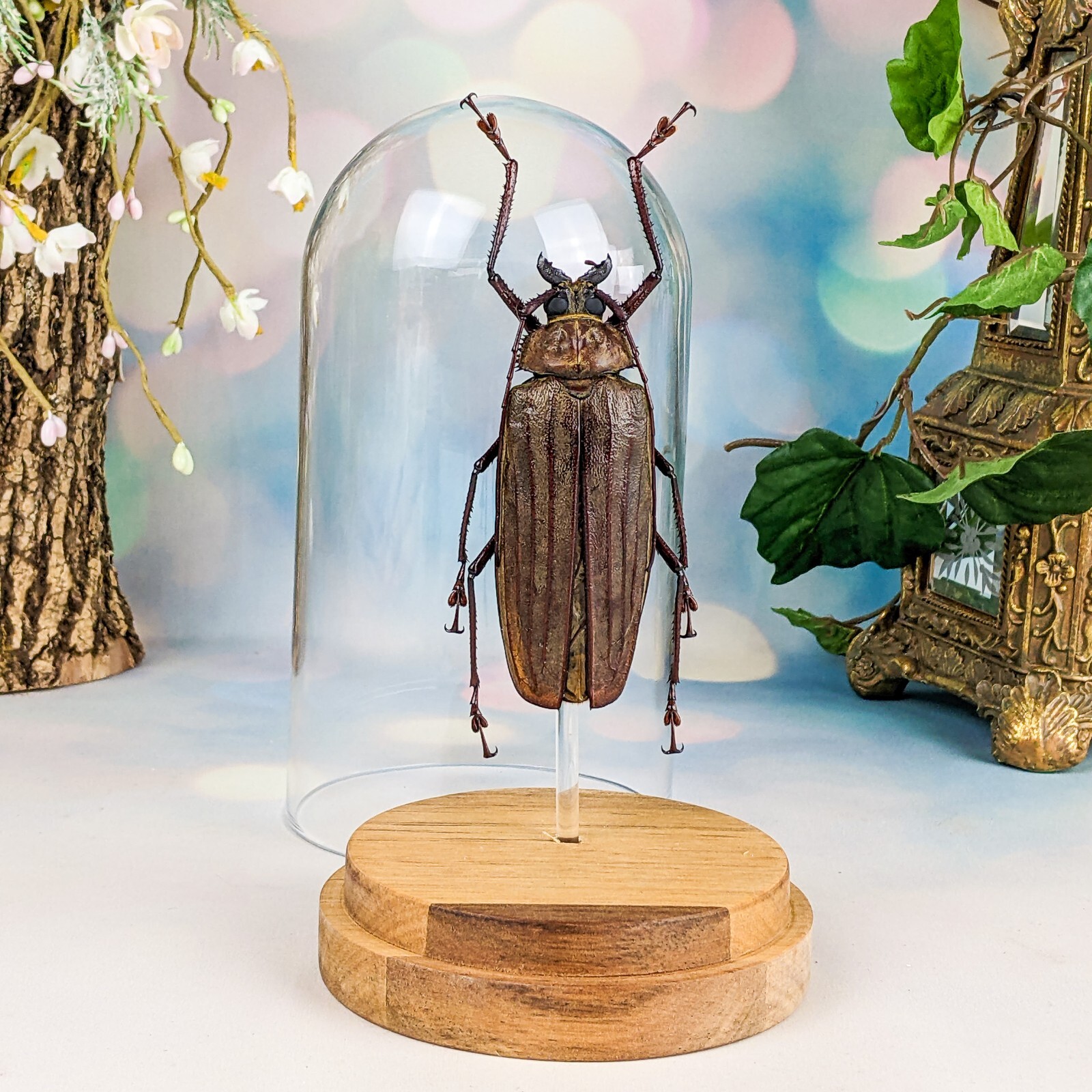 HUGE Longhorn F Buru Islnd Beetle Entomology Taxidermy Oddities Curiosities