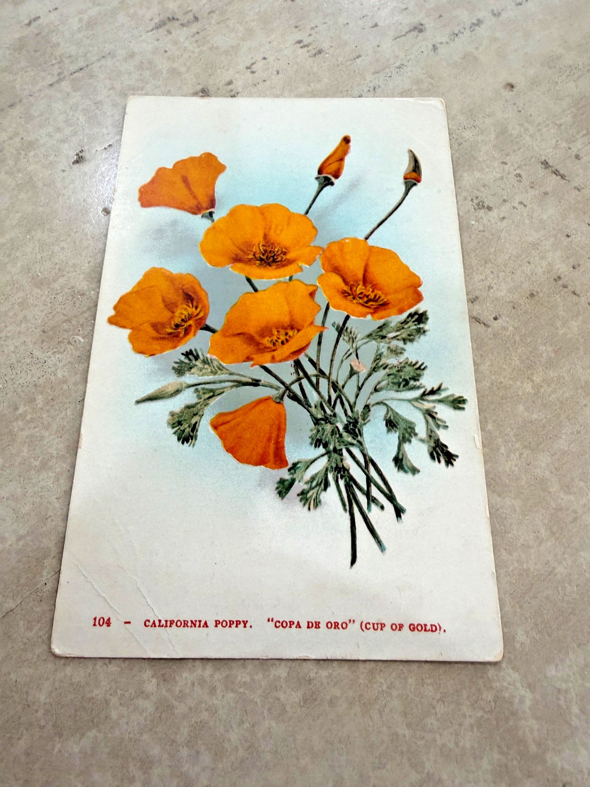 Vintage California Poppy Copa De Oro Cup Of Gold Postcard