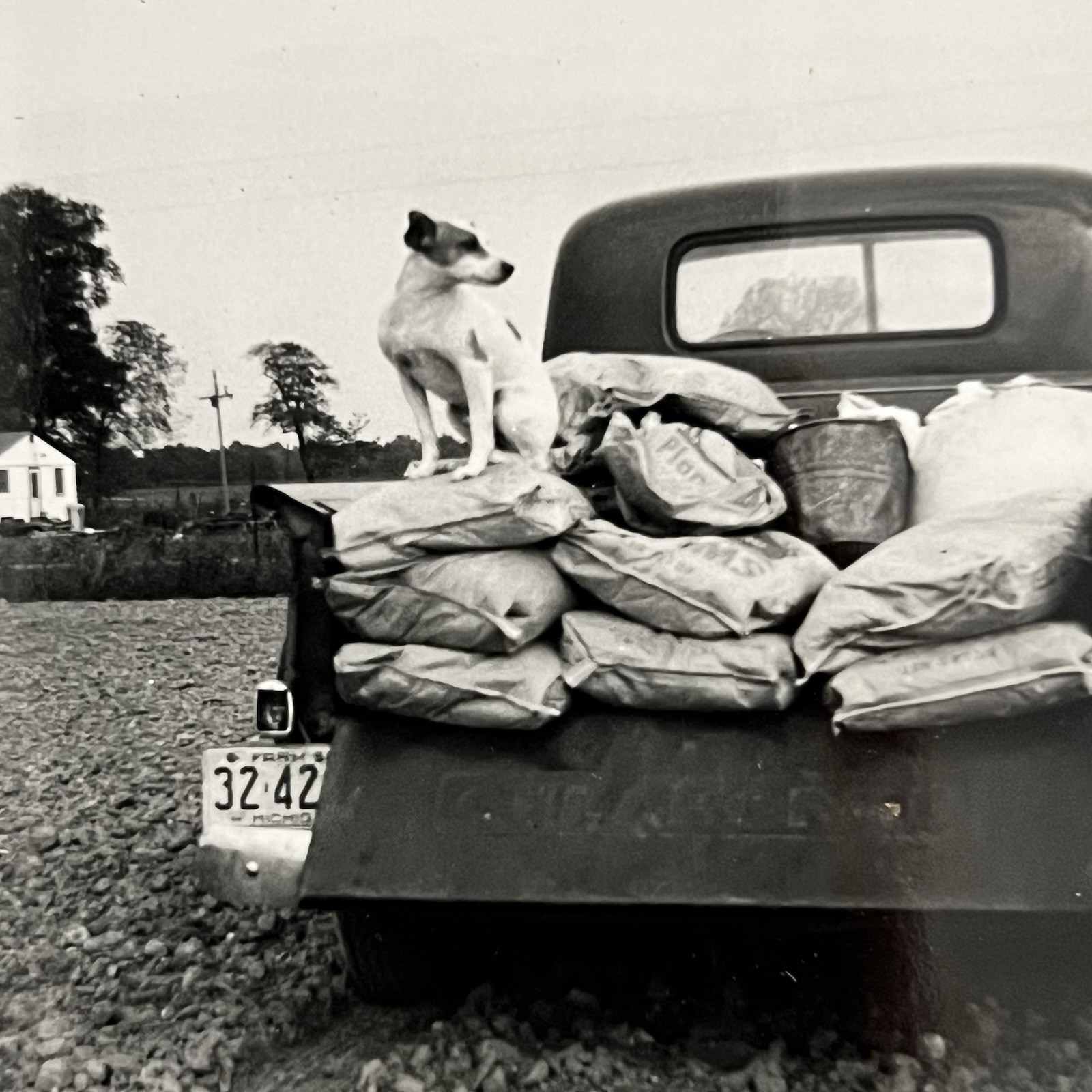 Vintage B&W Snapshot Photograph Jack Russel Terrier Dog Back Of Truck Great