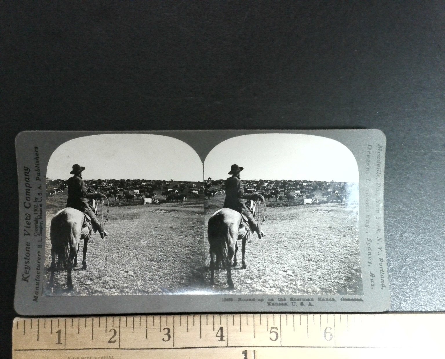 Round-up Sherman Ranch Geneseo Kansas Stereoview Keystone View Co. 1902 Curved