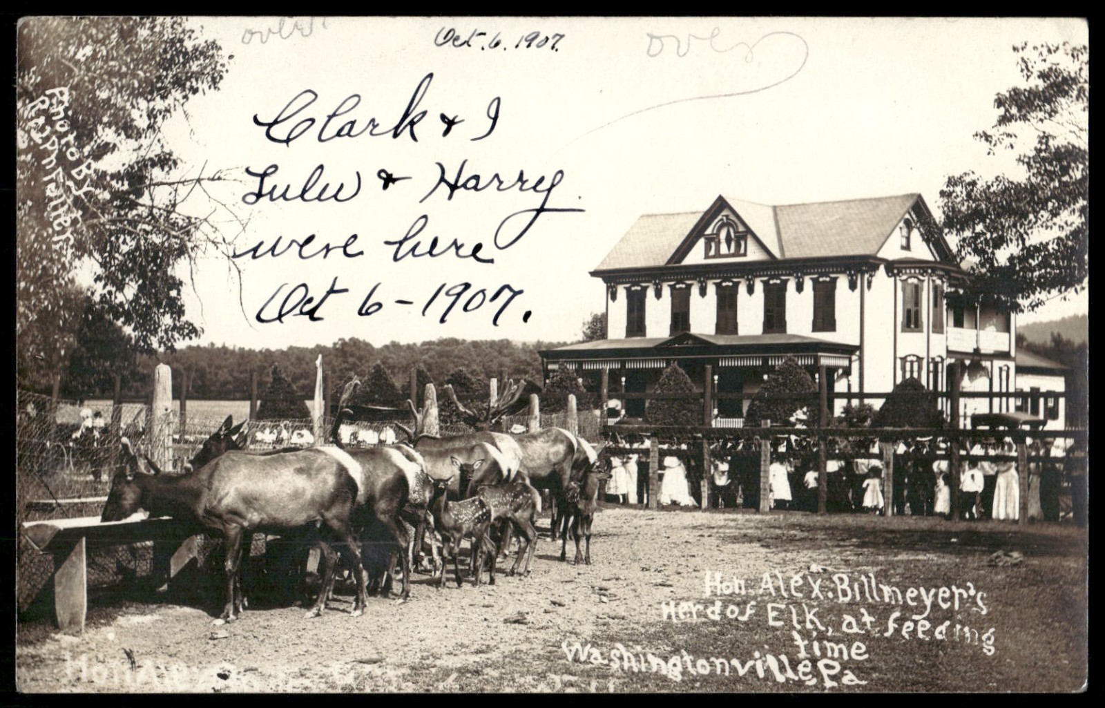 Vintage Real Photo Postcard 1907 Elk Feeding Washingtonville Pennsylvania 