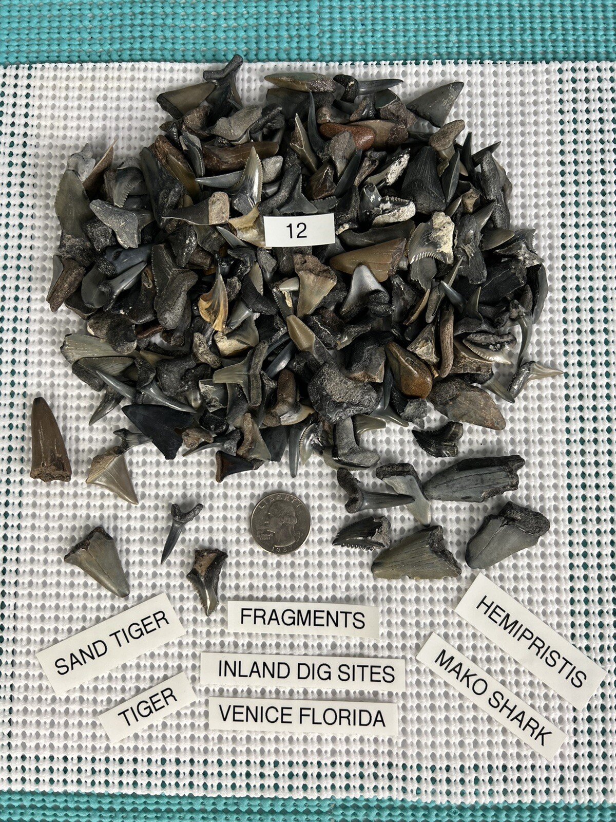 Lot of 12 fossilized shark teeth FRAGMENTS from Venice Florida