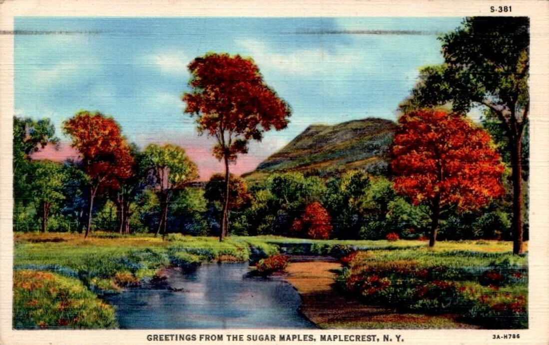 Greetings FRom The Sugar Maples Maplecrest NY Postcard 91