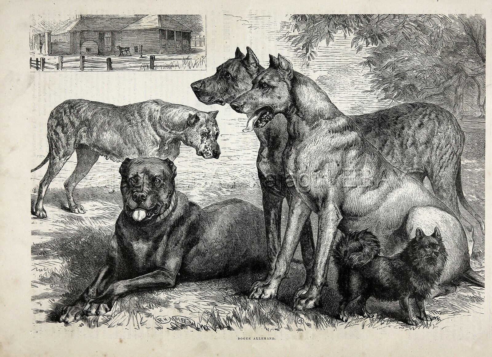 Dog Great Dane, Beautiful Dogs, Large 1880s Antique Print & Article