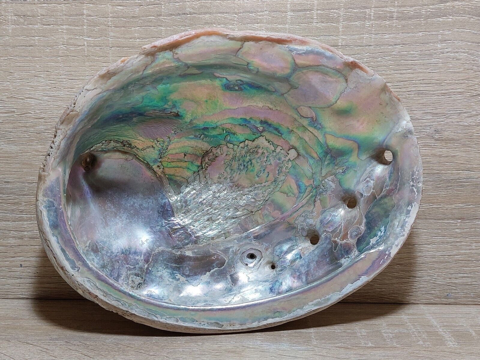 Vintage 8” Abalone Shell Rainbow Excellent Condition