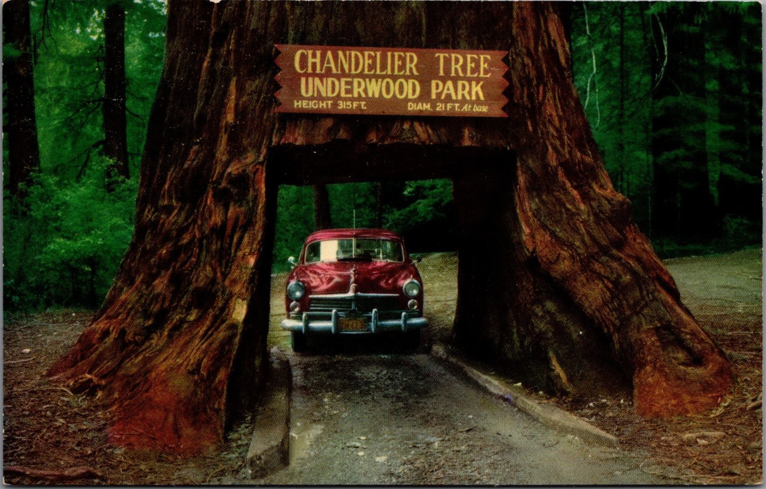 Chandelier Drive-Thru Tree Underwood Park CA Vintage Postcard
