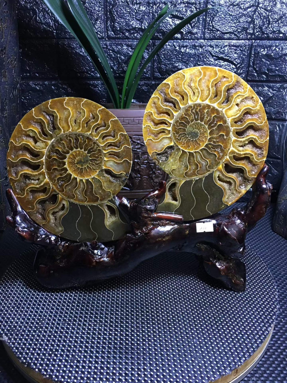 6.13LB A pair of Natural ammonite fossil conch Crystal specimen healing+stand