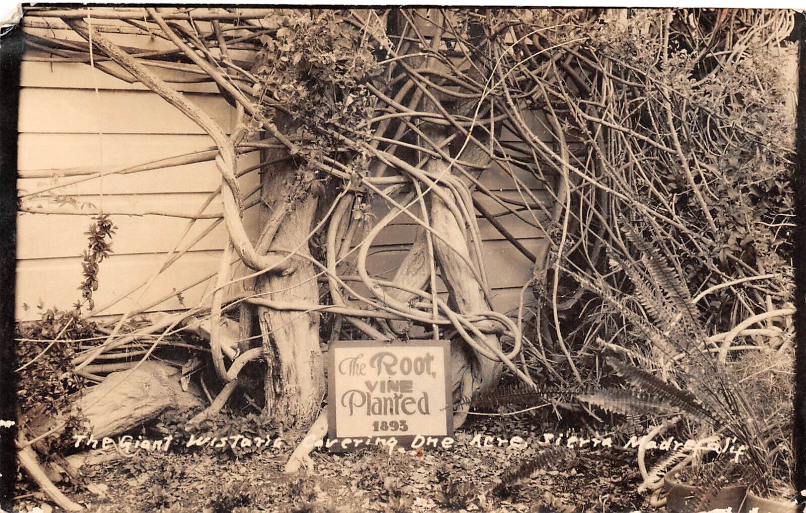 RPPC California Sierra Madre CA Giant Wisteria Planted 1893 Photo Postcard 9289