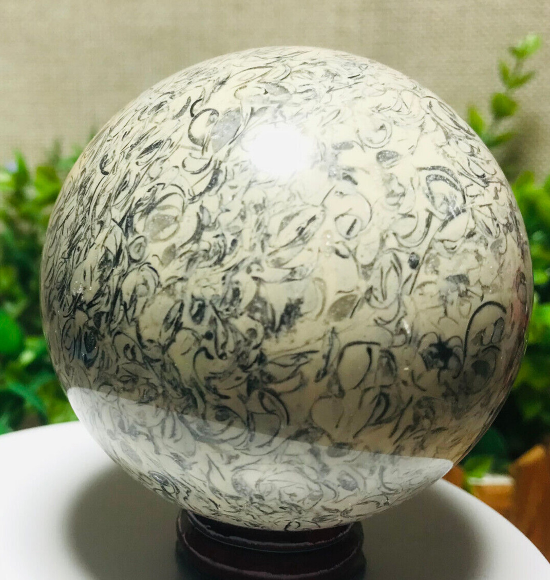 500g Amazing Healing of Malagasy wood fossil crystal ball   03
