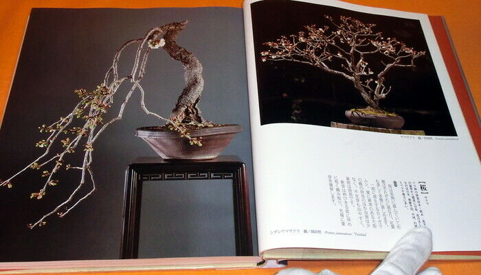 Four seasons of BONSAI photo book japan,japanese (0247)