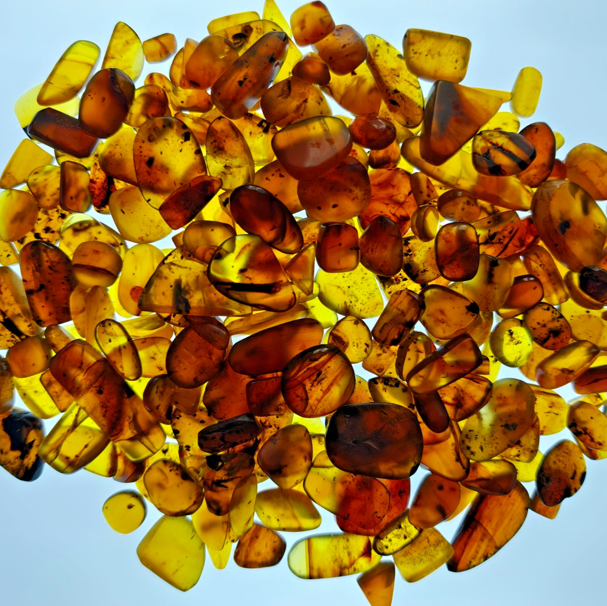 Genuine Burmese Amber - 1x Random Piece - Guaranteed Insect Inclusion - Fossil